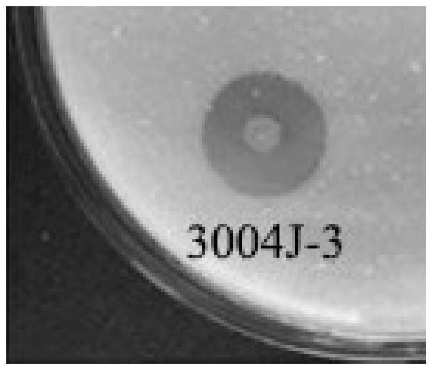 A kind of Serratia crimson rubrum with growth-promoting effect and application thereof