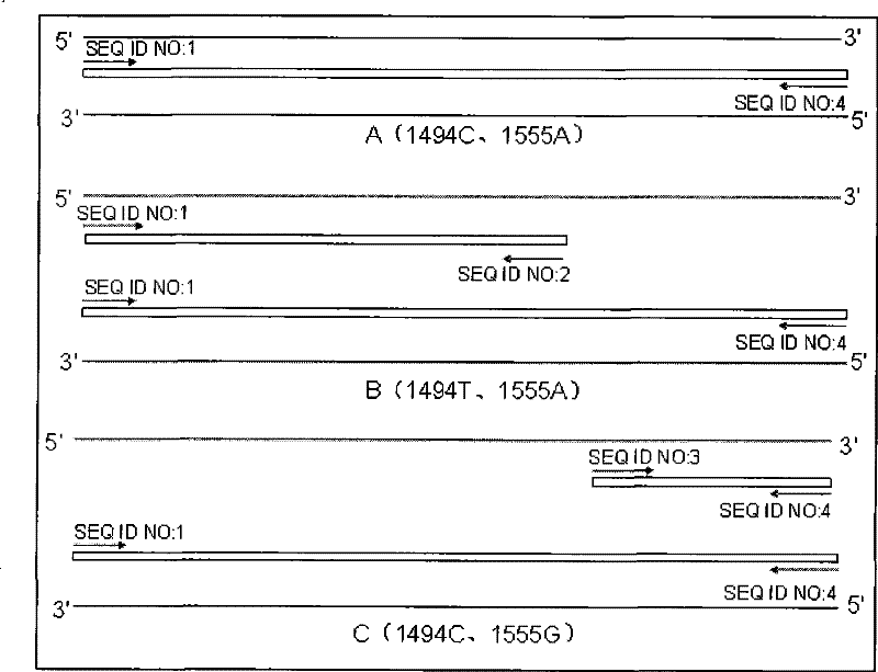 Method for detecting 1494 C-T and 1555 A-G mutation of maternally inherited deafness mitochondrial genes, and kit thereof