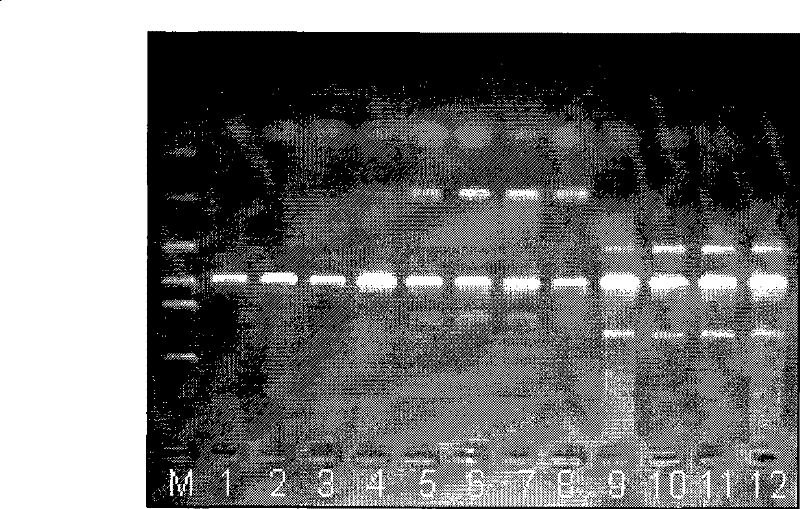 Method for detecting 1494 C-T and 1555 A-G mutation of maternally inherited deafness mitochondrial genes, and kit thereof