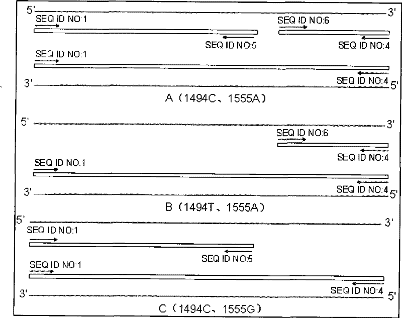 Method for detecting 1494 C-T and 1555 A-G mutation of maternally inherited deafness mitochondrial genes, and kit thereof