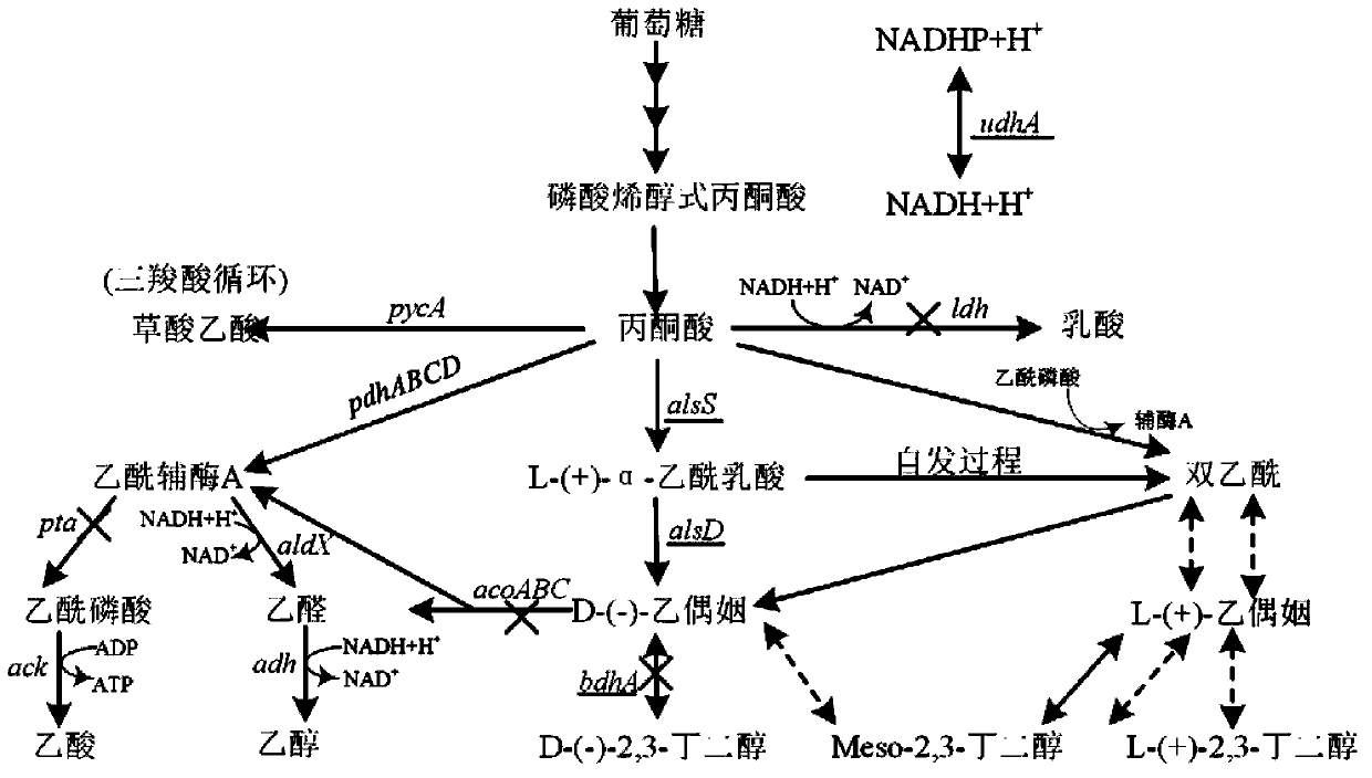 Bacillus subtilis strain for producing high-purity chiral D-(-)-2,3-butanediol, and construction and applications