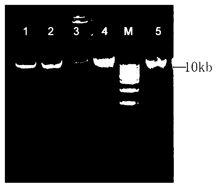 Method for extracting high-quality DNA (deoxyribonucleic acid) in dry leaves of soybeans suitable for transgenic detection