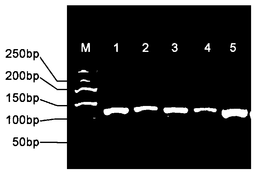 Method for extracting high-quality DNA (deoxyribonucleic acid) in dry leaves of soybeans suitable for transgenic detection