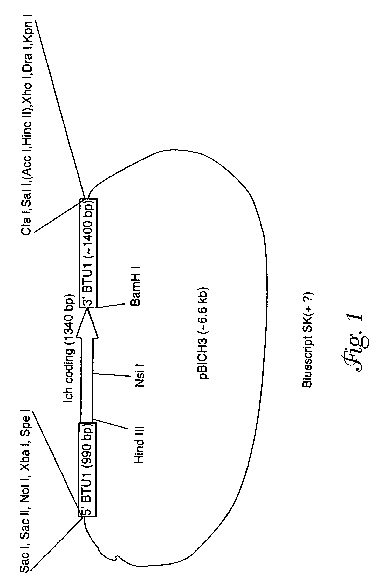 Recombinant expression of heterologous nucleic acids in protozoa