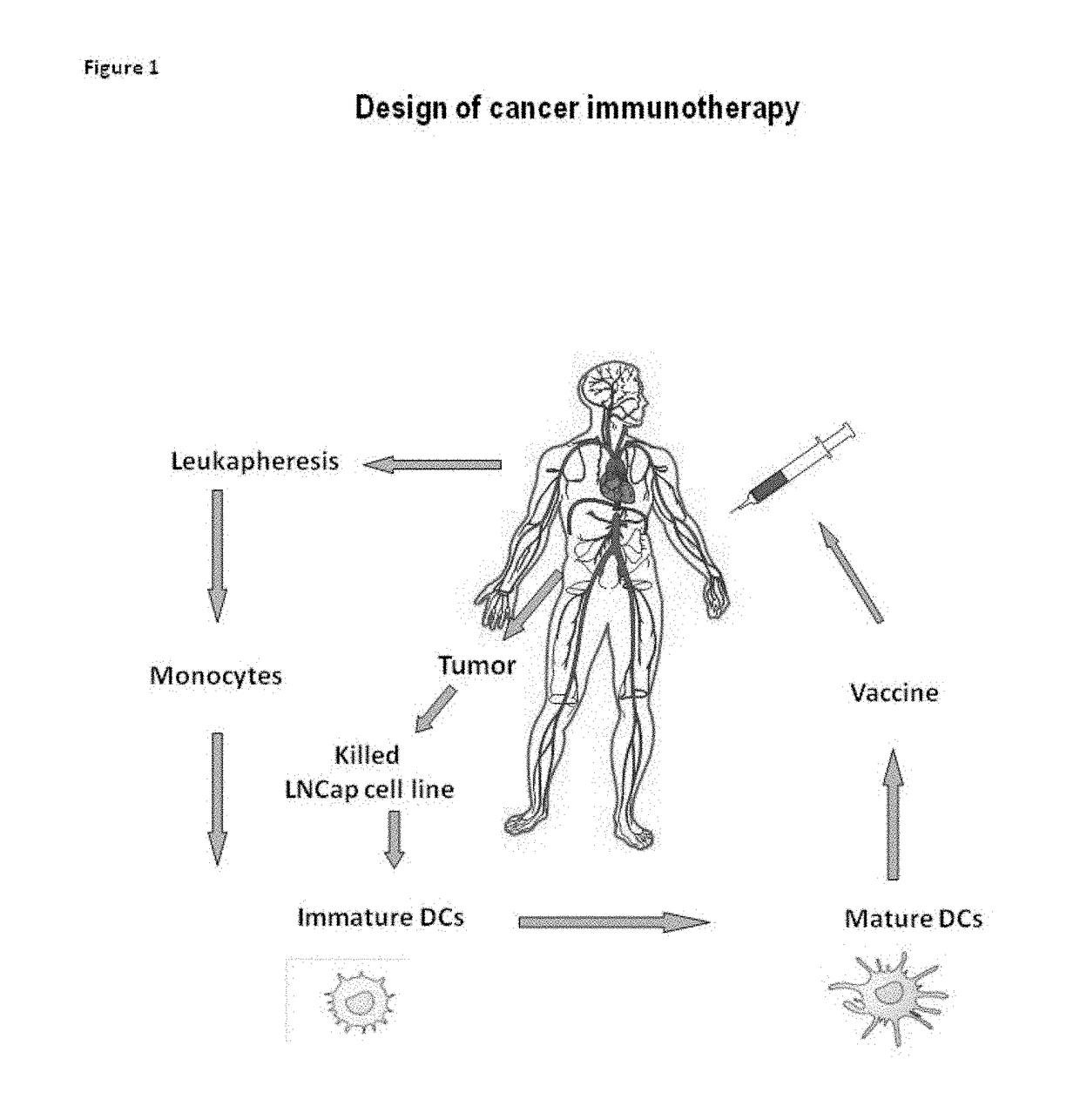 Means and methods for active cellular immunotherapy of cancer by using tumor cells killed by high hydrostatic pressure and dendritic cells