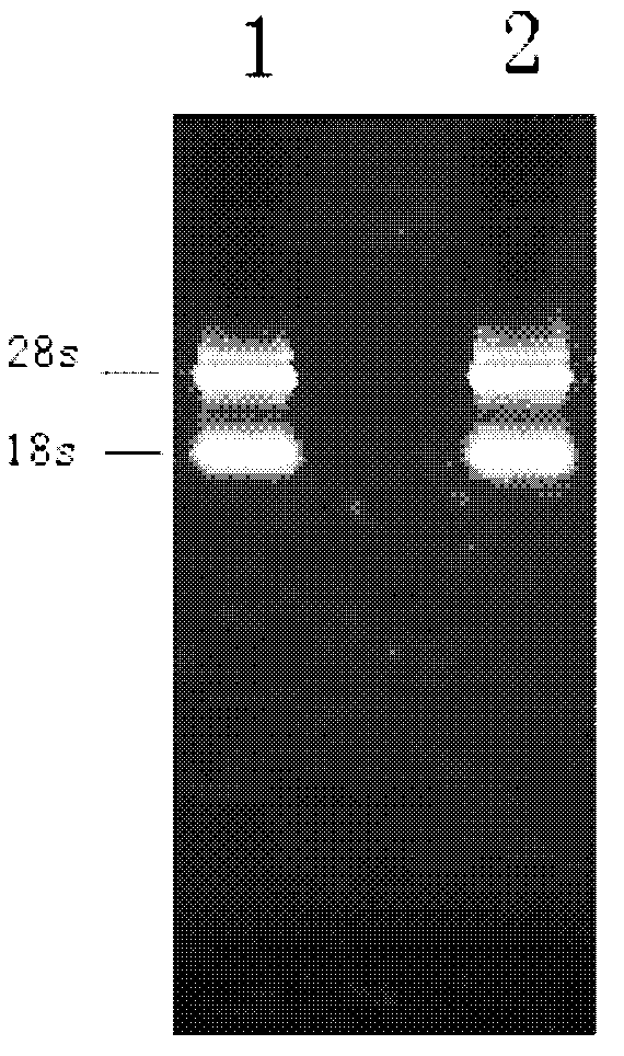 Method for extracting total RNA (Ribonucleic Acid) of grapholita molesta adult antennae