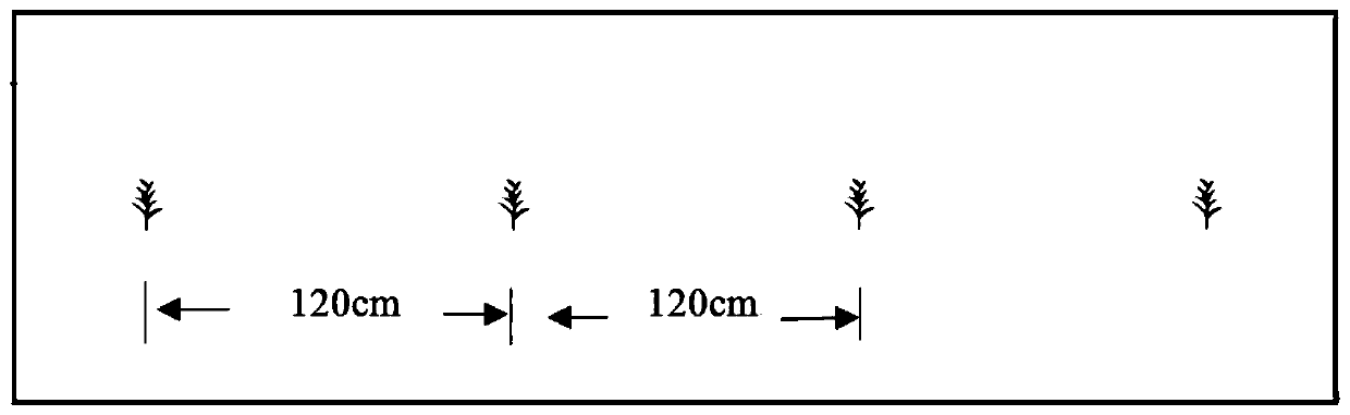 Rosa rugosa and dandelion intercropping cultivation method for returning farmland to forests