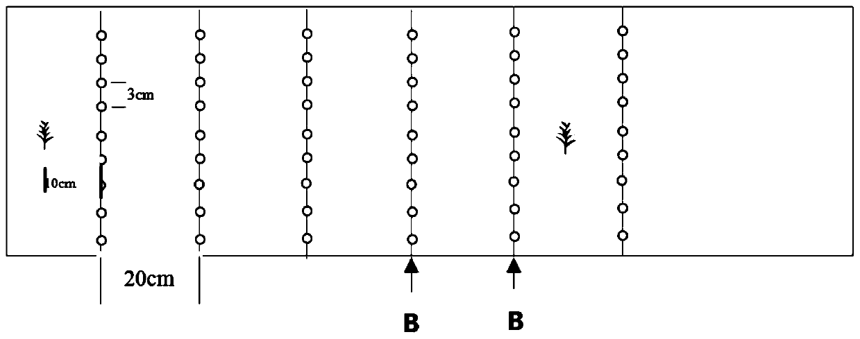 Rosa rugosa and dandelion intercropping cultivation method for returning farmland to forests