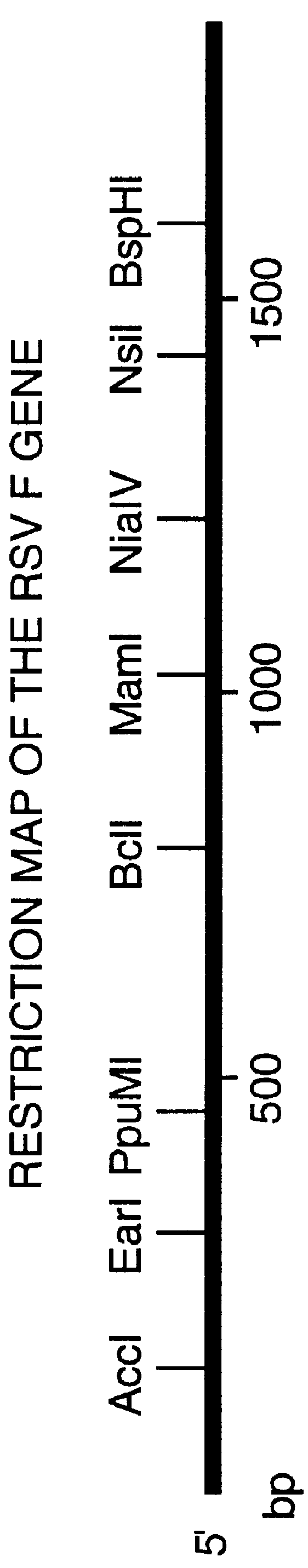 Nucleic acid respiratory syncytial virus vaccines