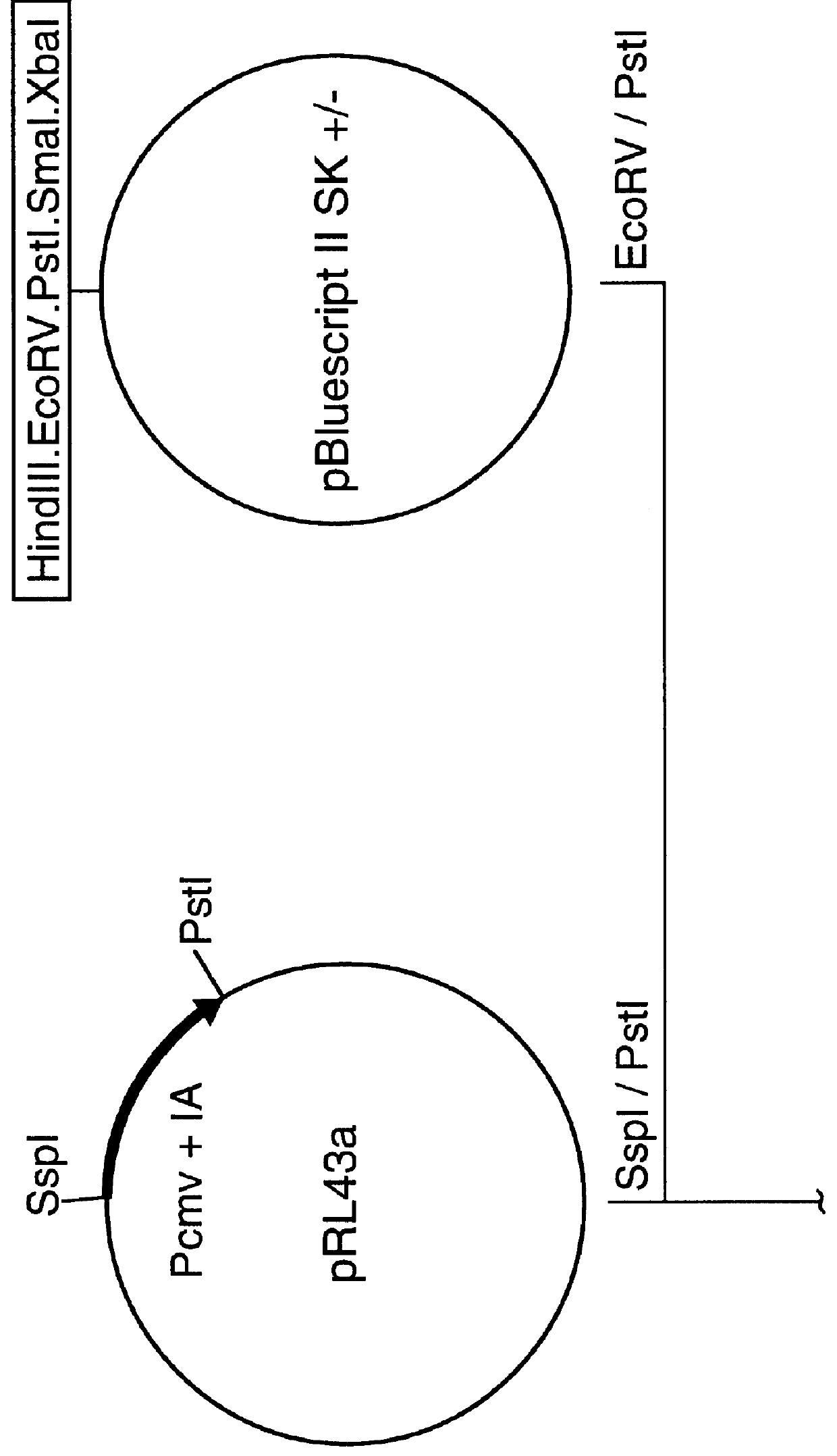 Nucleic acid respiratory syncytial virus vaccines