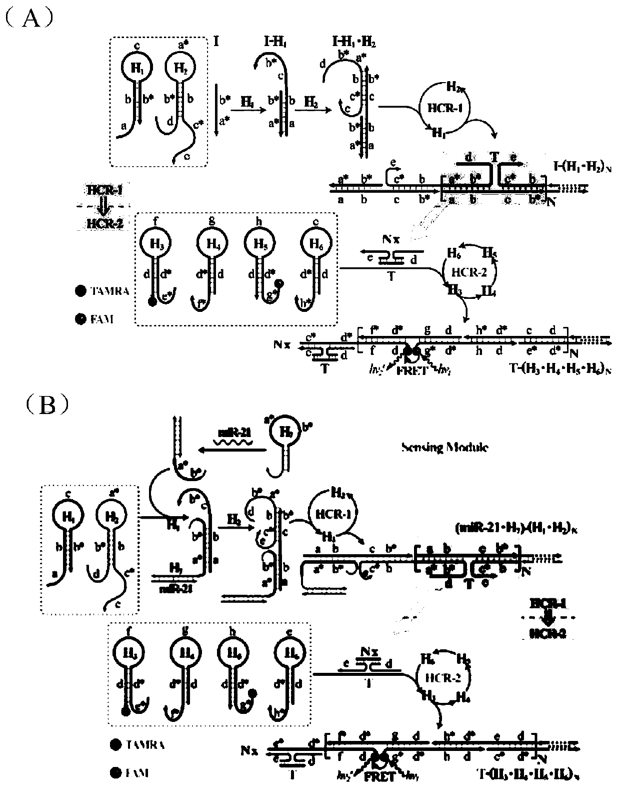 A Nucleic Acid Analysis Method Based on Cascade Hybridization Chain Reaction