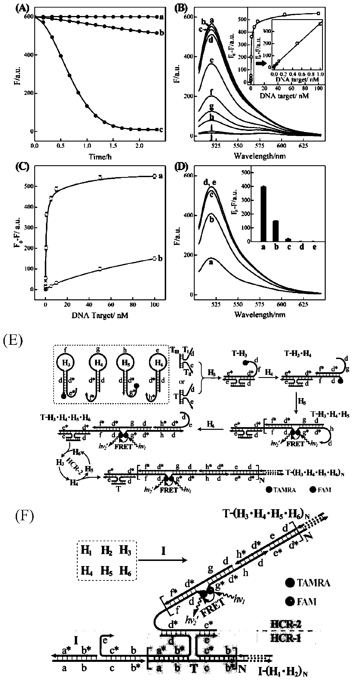 A Nucleic Acid Analysis Method Based on Cascade Hybridization Chain Reaction