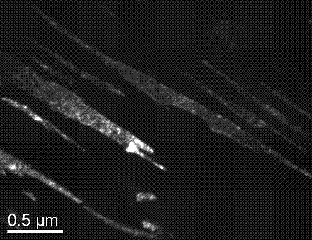 High-strength, high-toughness and high-plasticity martensitic stainless steel and preparation method thereof