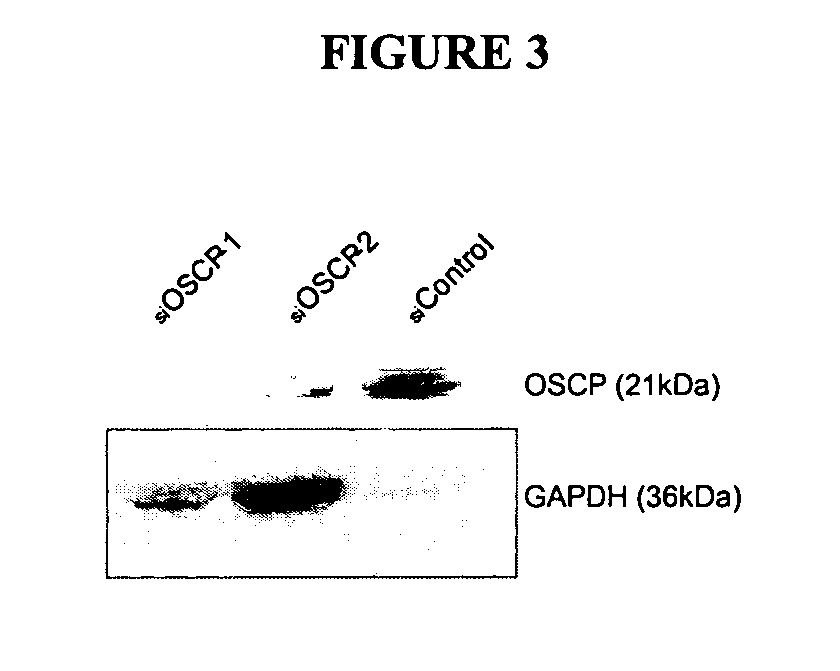 Compositions and methods relating to novel compounds and targets thereof