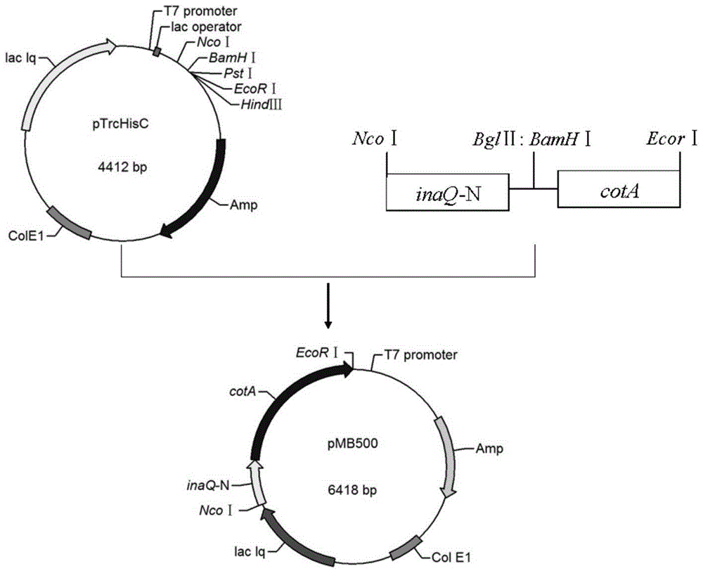 Manganese oxidation engineering bacterium for Escherichia coli and application of manganese oxidation engineering bacterium to environmental hormone degradation