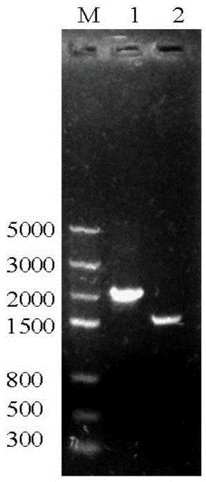 Manganese oxidation engineering bacterium for Escherichia coli and application of manganese oxidation engineering bacterium to environmental hormone degradation