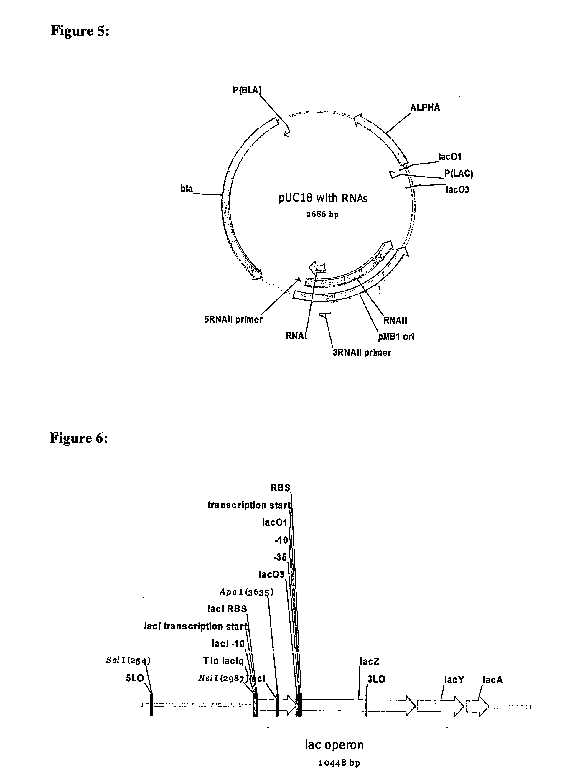 Plasmid maintenance