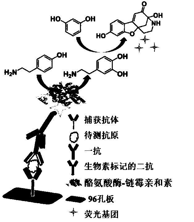 Alpha fetoprotein detection kit and detection method thereof