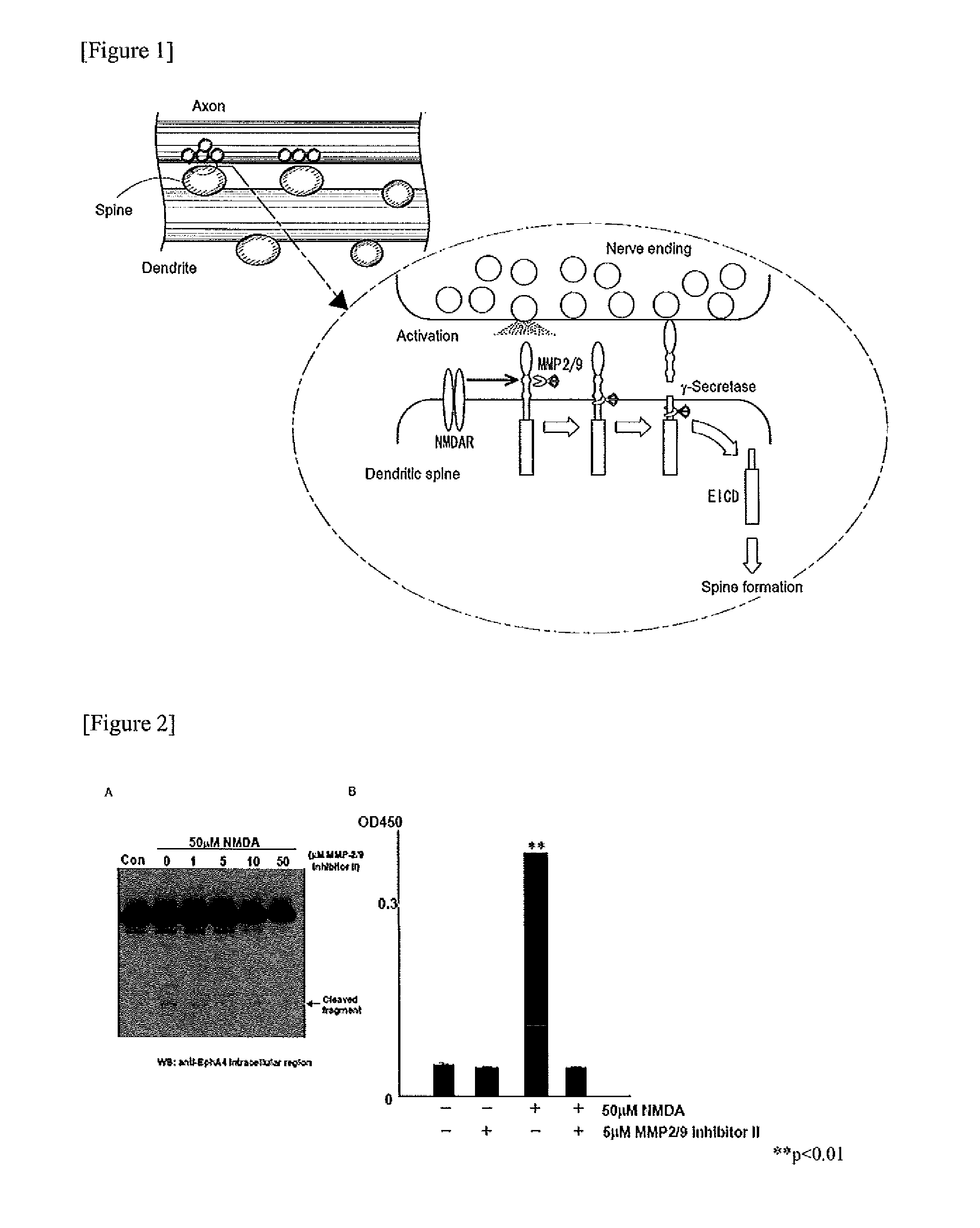 SCREENING METHOD USING GELATINASE-MEDIATED EphA4 CLEAVAGE REACTION AS AN INDICATOR