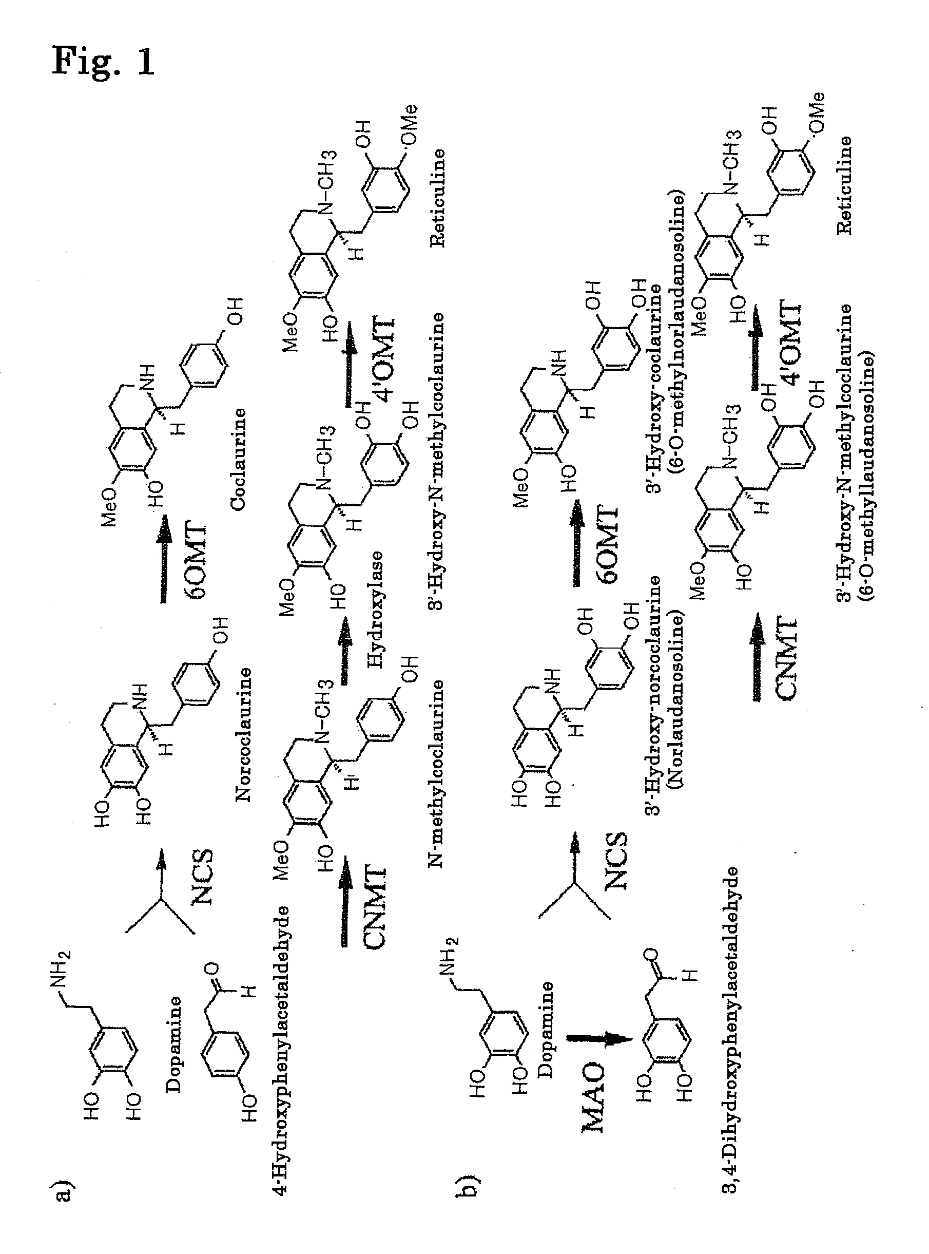 Method for producing alkaloids