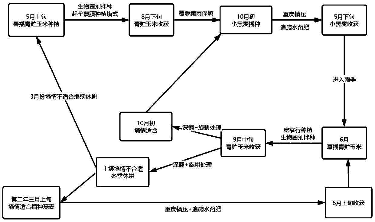 Annual irrigation-free proper-soil-moisture-planting farming method for forage crops