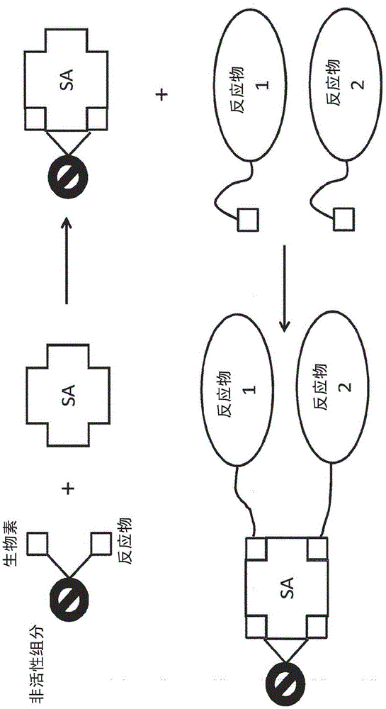 Bis-biotinylation tags