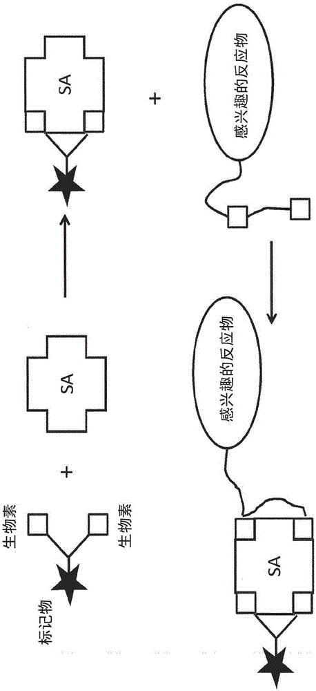 Bis-biotinylation tags