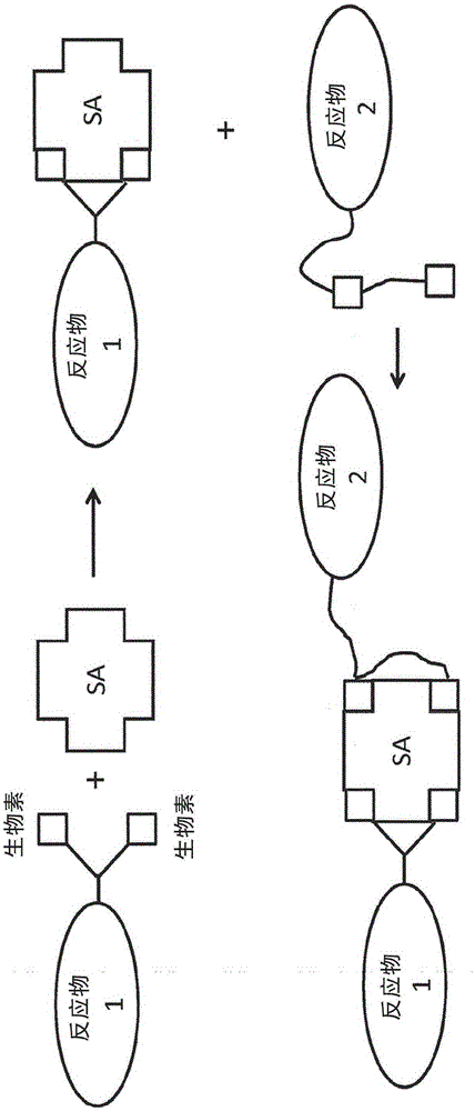 Bis-biotinylation tags