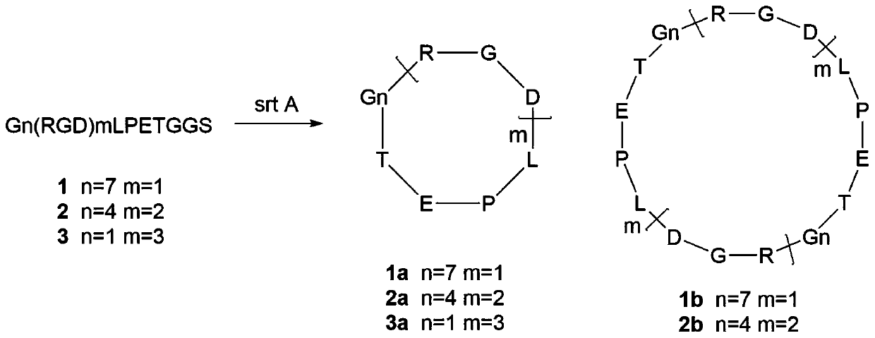 A method for enzymatically synthesizing cyclic peptides