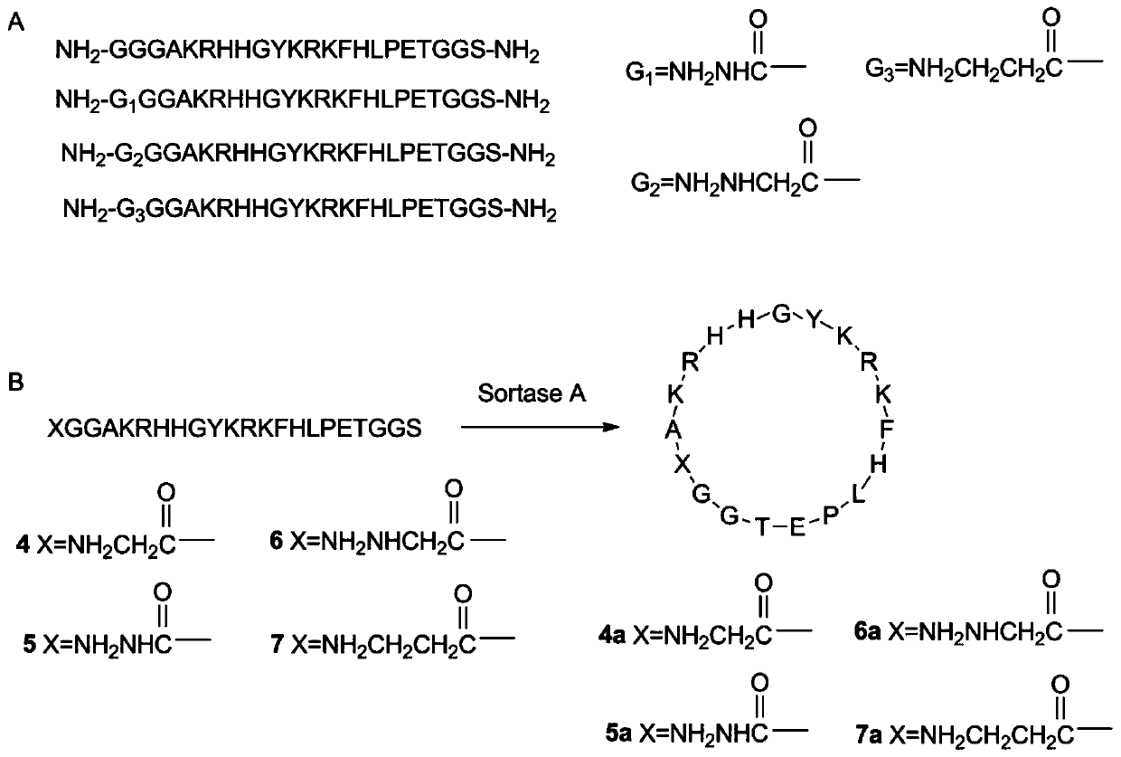 A method for enzymatically synthesizing cyclic peptides