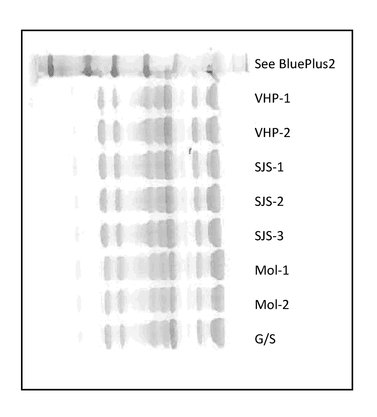 Induction of gene expression using a high concentration sugar mixture