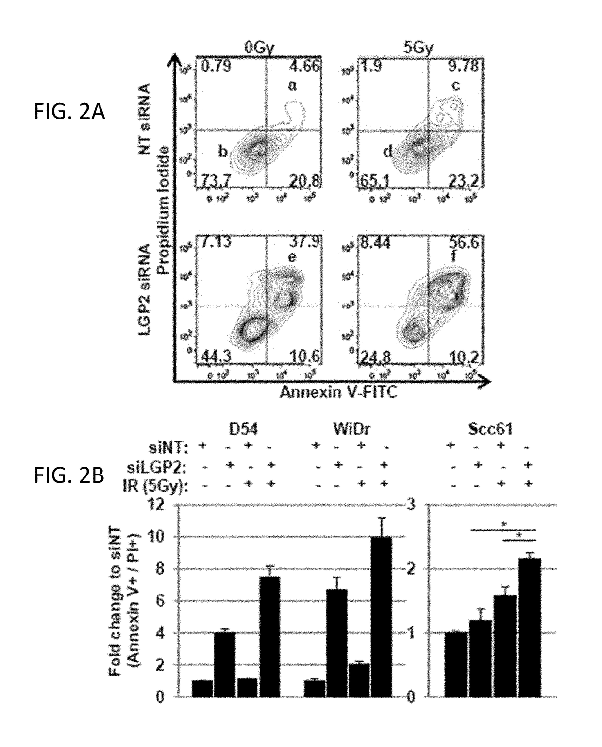 Rnas with tumor radio/chemo-sensitizing and immunomodulatory properties and methods of their preparation and application