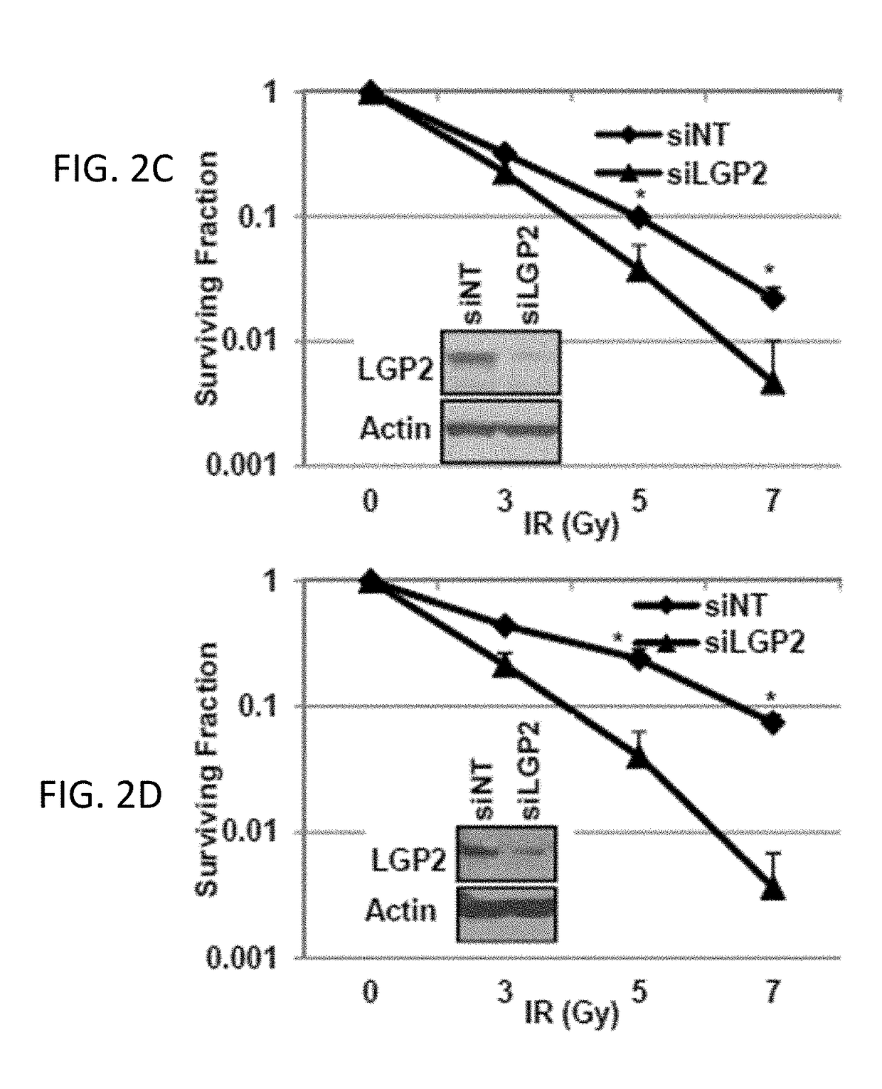 Rnas with tumor radio/chemo-sensitizing and immunomodulatory properties and methods of their preparation and application