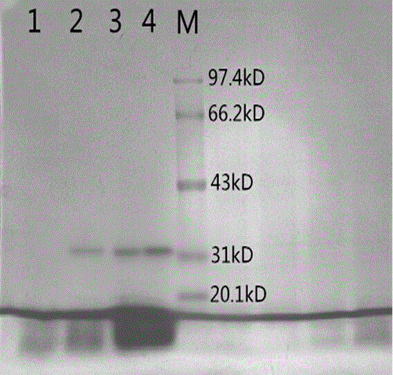 Antimicrobial experimenting method capable of determining antimicrobial protein fragment molecular weight