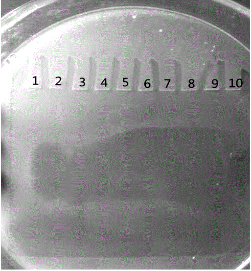 Antimicrobial experimenting method capable of determining antimicrobial protein fragment molecular weight