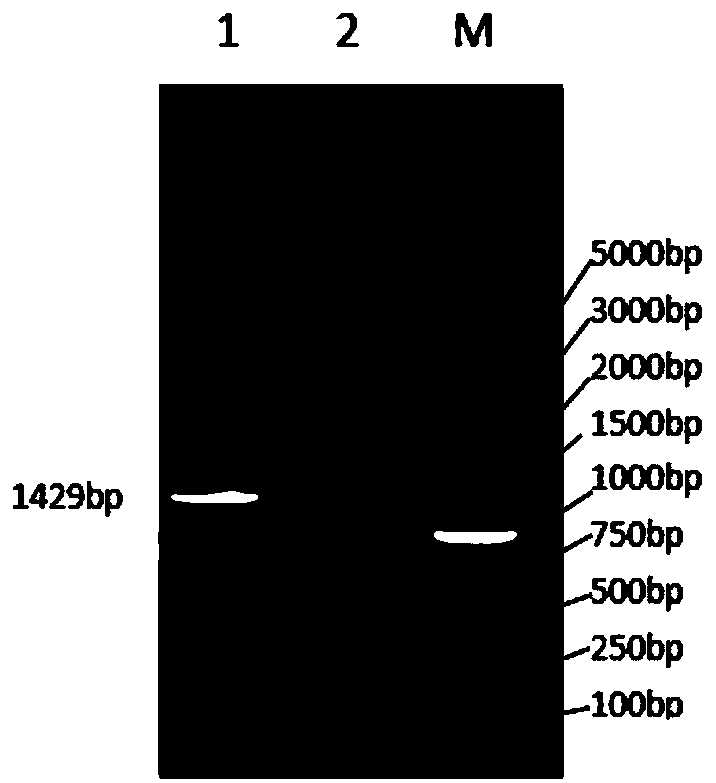 Preparing and immunological efficiency analysis of pasteurella multocida ghost vaccine