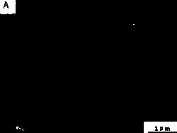 Preparation method of carbon nanometer fiber/beta-cyclodextrin based nanometer fiber film with sandwich structure