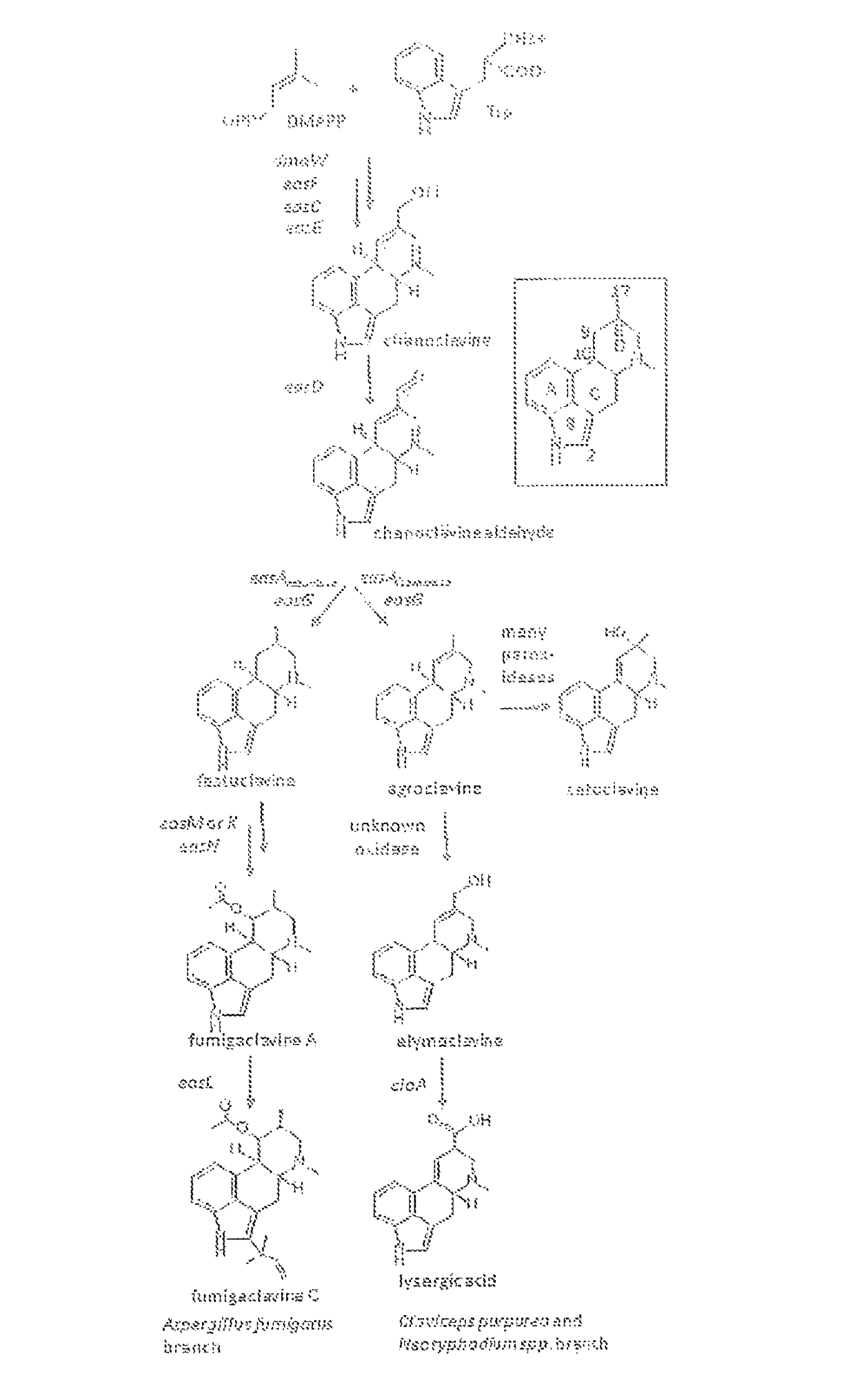 Production of lysergic acid by genetic modification of a fungus