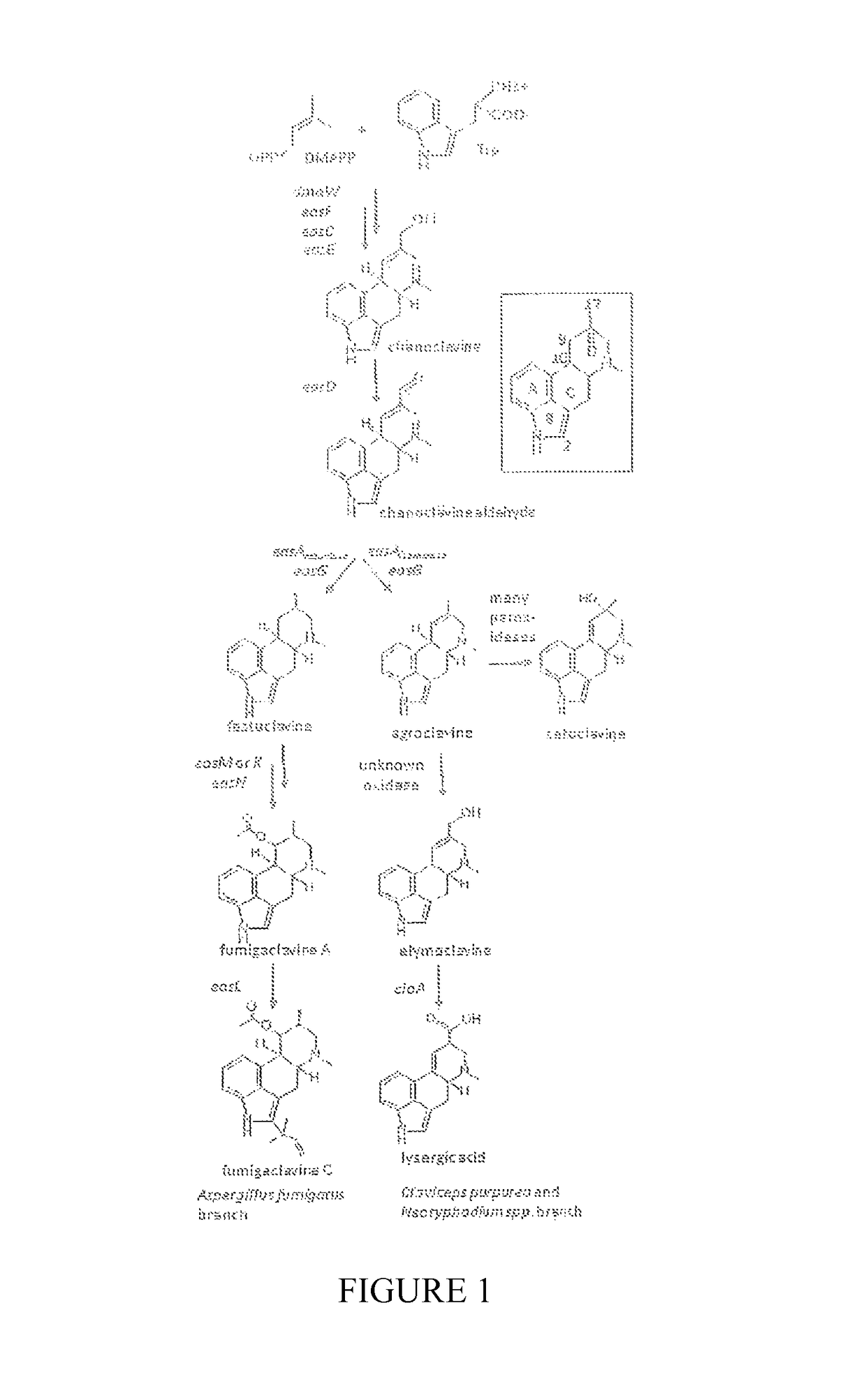 Production of lysergic acid by genetic modification of a fungus