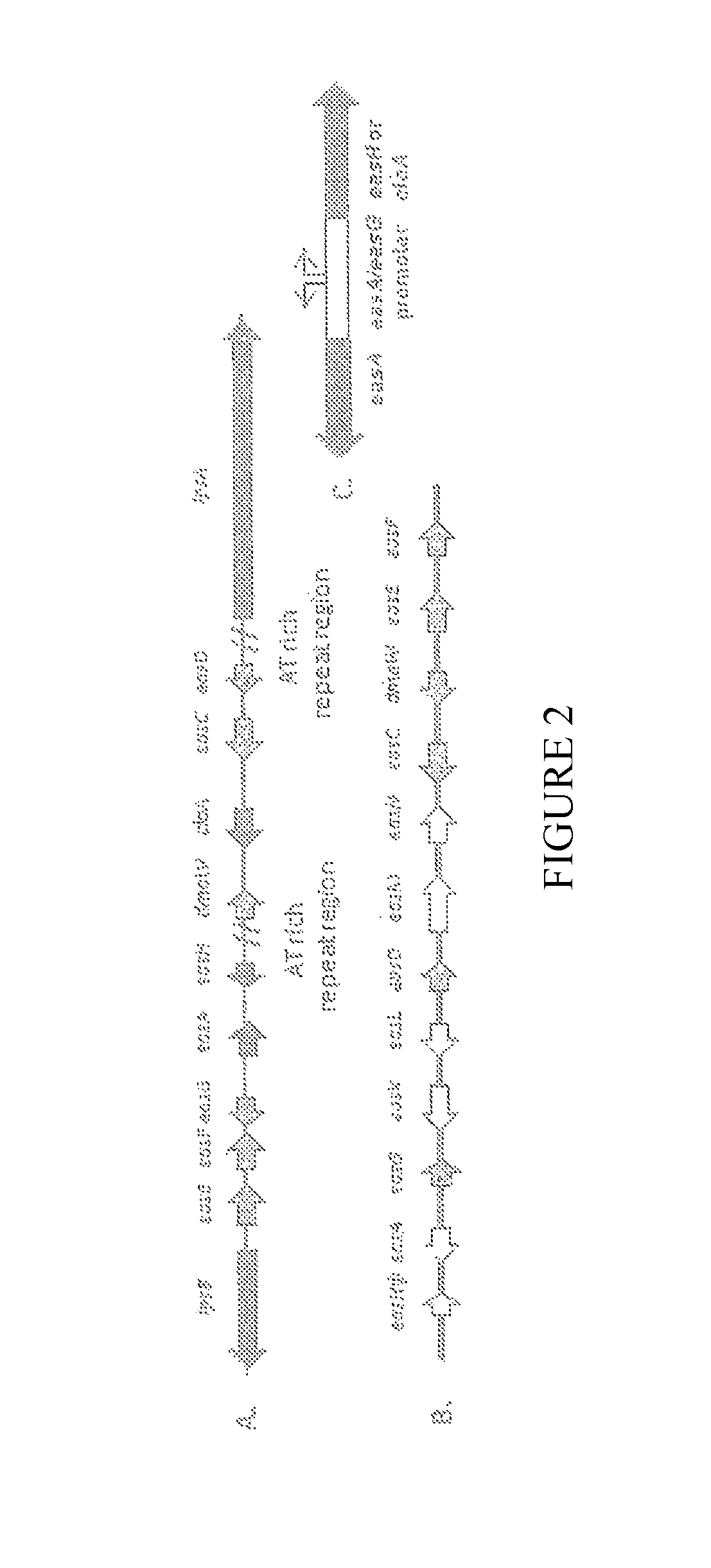 Production of lysergic acid by genetic modification of a fungus