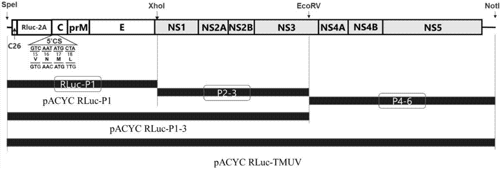 Preparation method of renilla luciferase-carrying duck Tembusu reported virus and product and application thereof