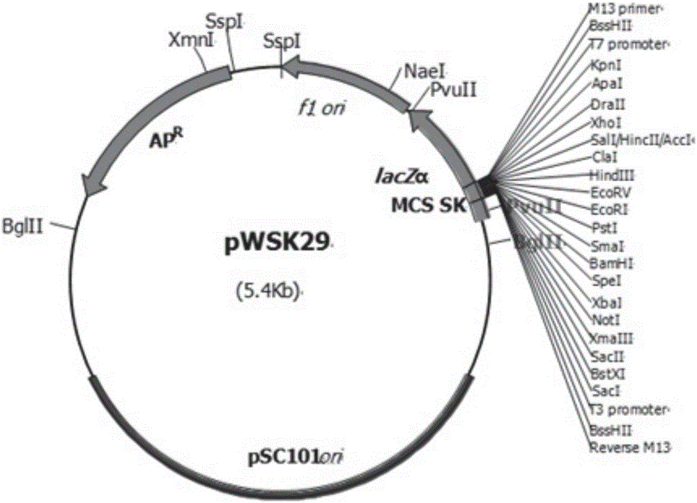 Construction method and application of porcine encephalomyocarditis virus BD2 strain full-length infectious clone