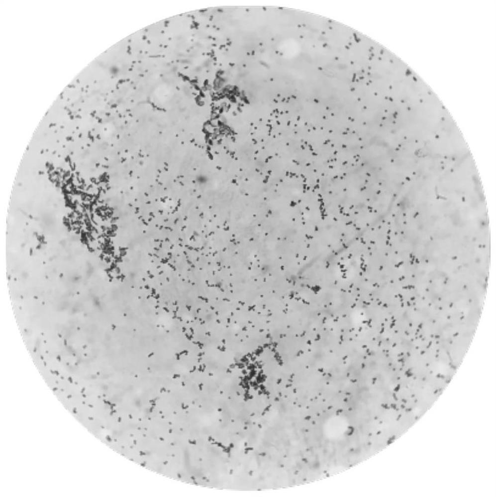 A chitinase-producing strain and its application