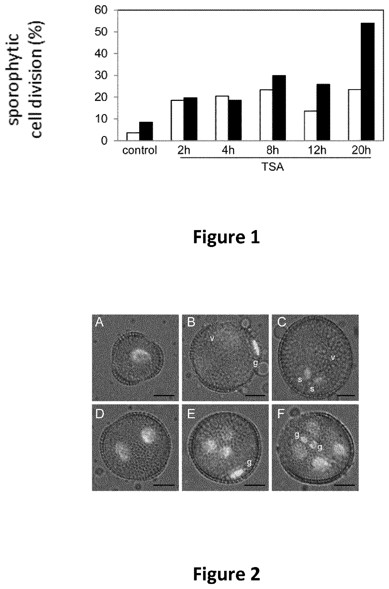 Haploid embryogenesis