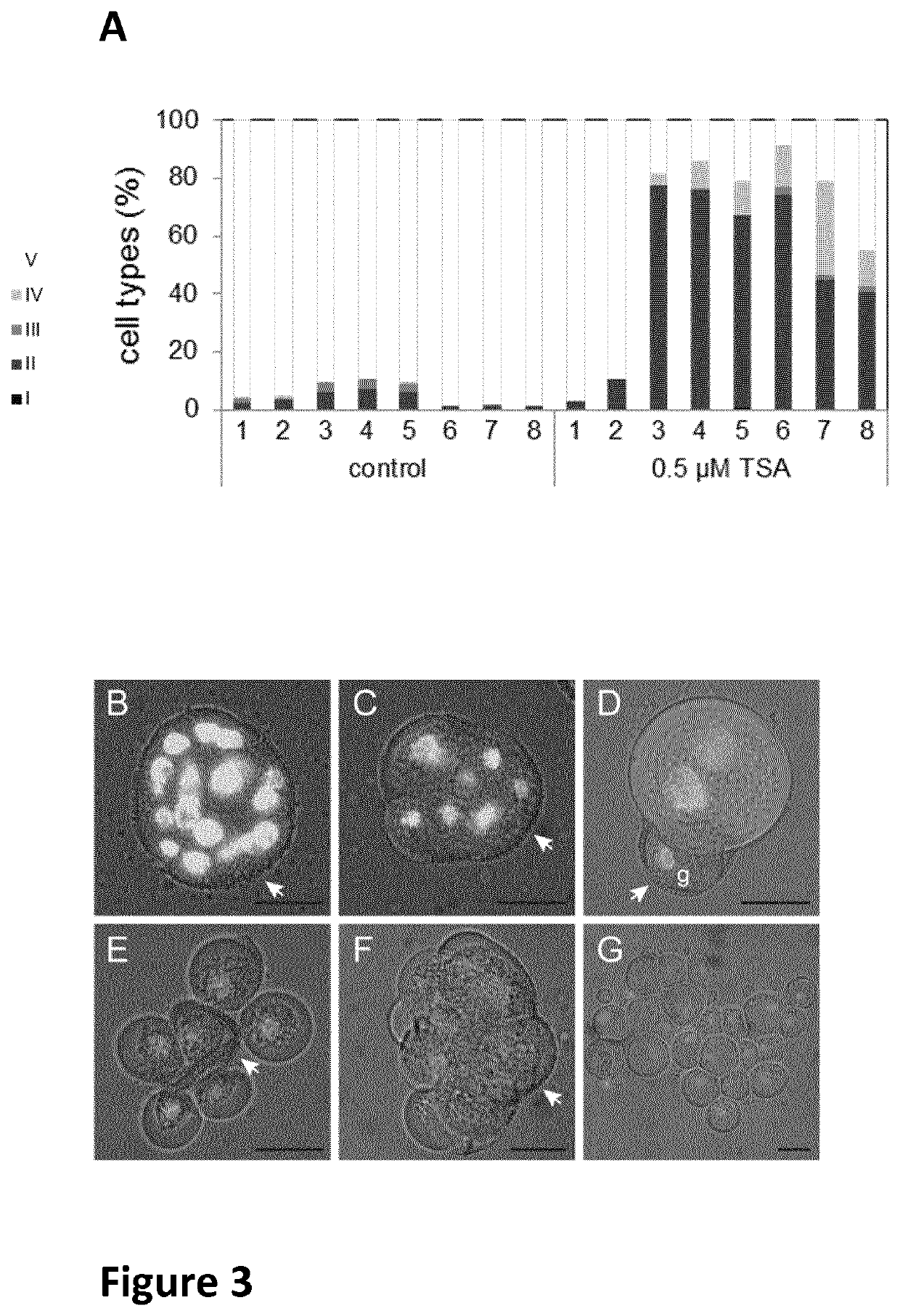 Haploid embryogenesis