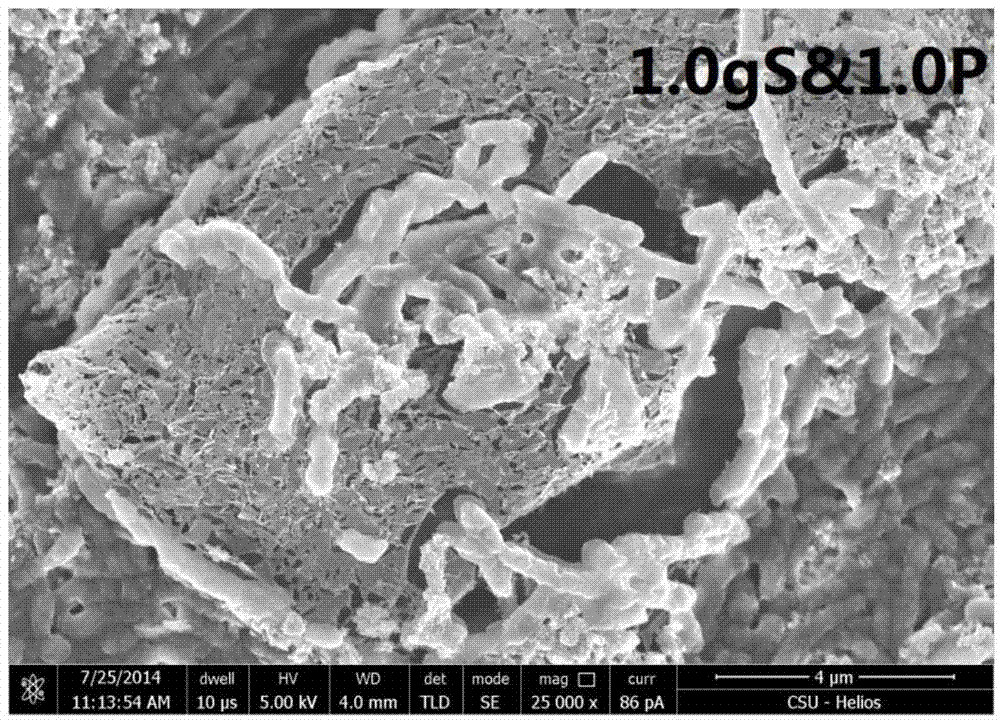 Chromium reducing method based on iron-containing sulphide ore under action of acidophilic bacteria