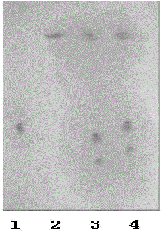 Thin layer chromatographic identification method of matrine and oxymatrine in sophora flavescens