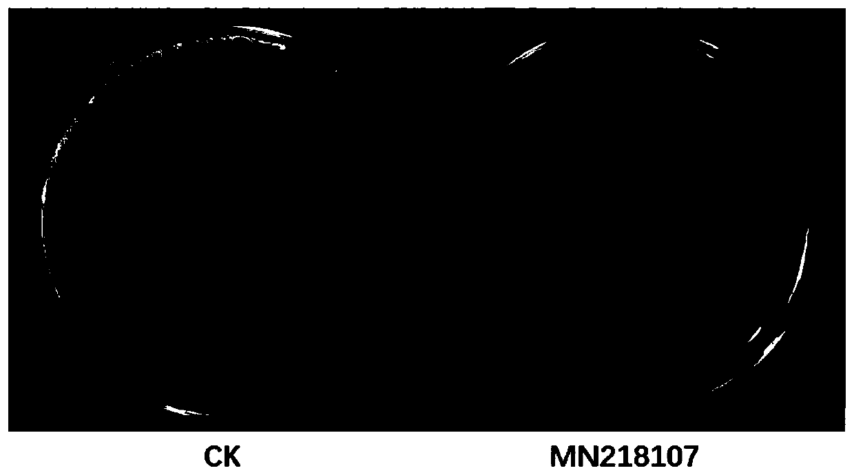 Burkholderia and application thereof