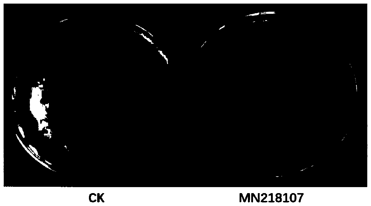 Burkholderia and application thereof