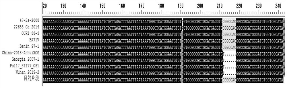 Dual fluorescent probe primer combination for identifying African swine fever type I strain and type II strain, kit and application of dual fluorescent probe primer combination